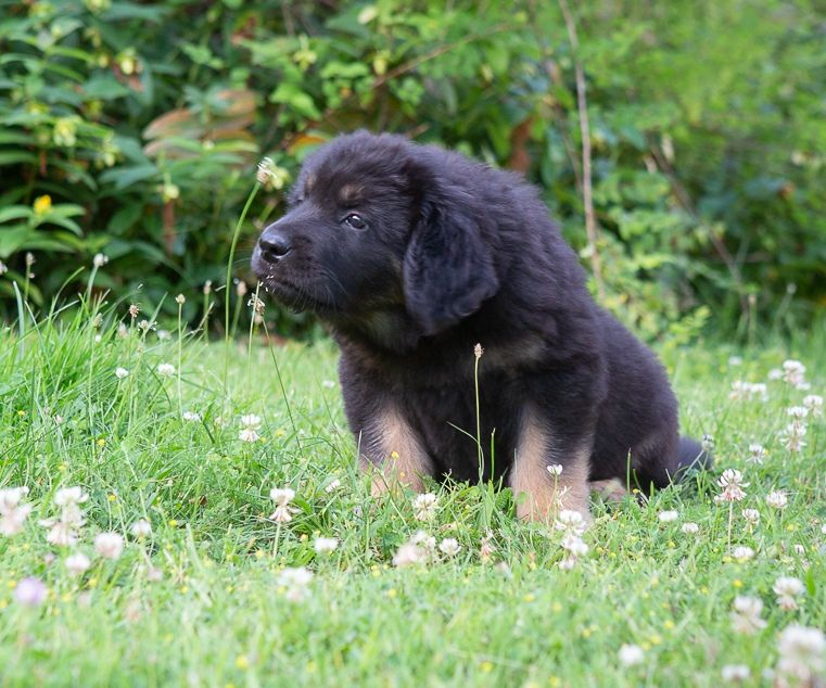 chiot Hovawart de l'Orée des Elfes