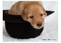 CHIOT