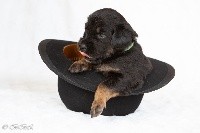CHIOT