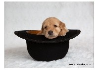 CHIOT